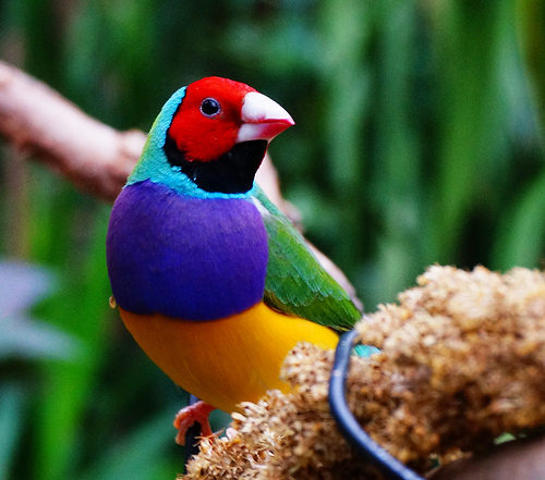 Gouldian-Finch-Pictures