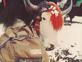 Wilderness Experience catalog with Yak