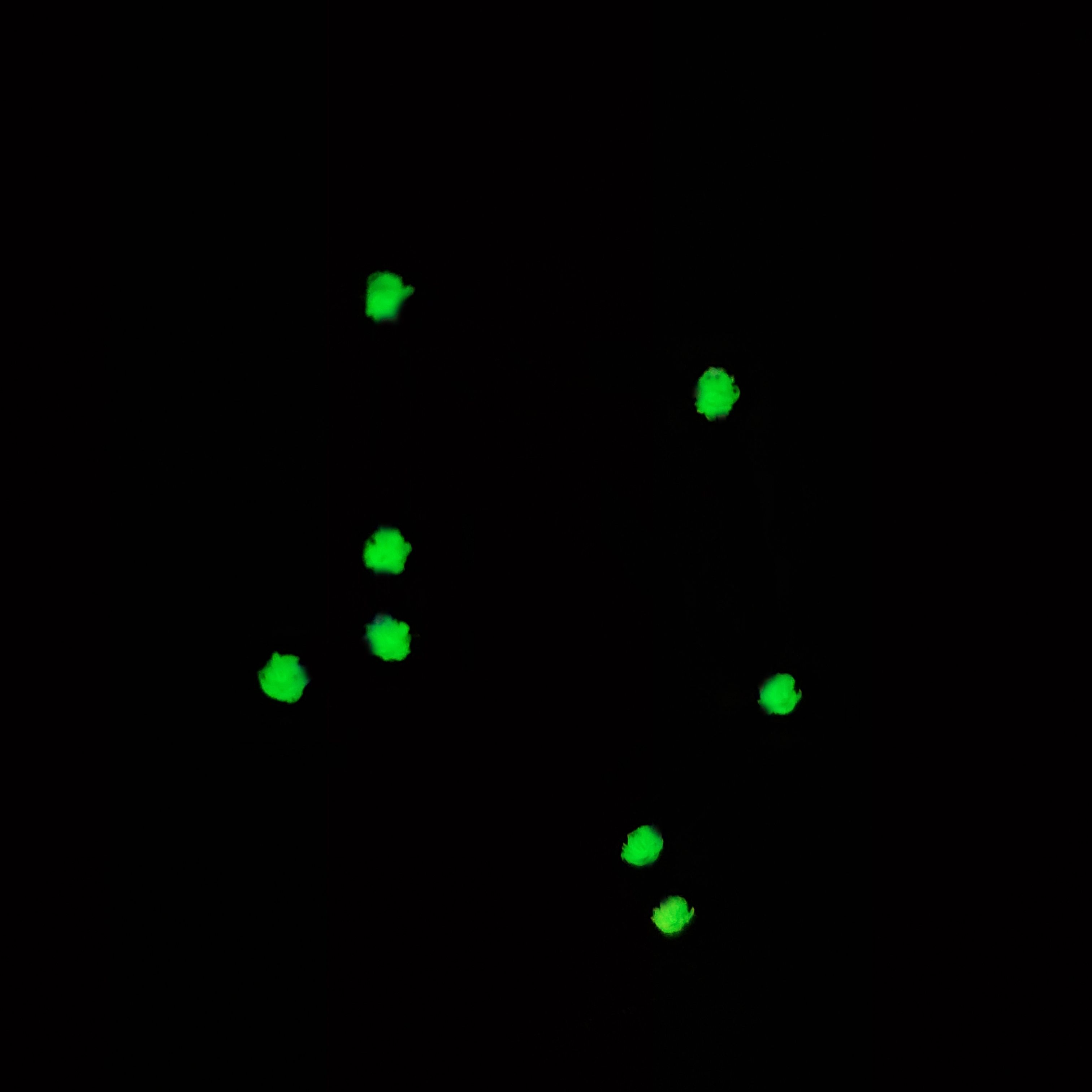 是什麼星座就戴那一頂！New Era「ZODIAC星座」系列吸睛登場，入手還加碼送你新年好禮！