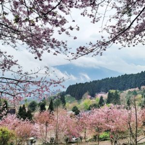 2021好好玩台灣｜跟著呸姐 Jolin 腳步踩點去：海景咖啡、櫻花吹雪、台版普羅旺斯