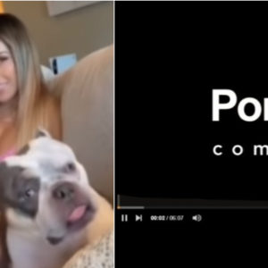 AV 網 Pornhub 開頭音樂太神啦，不止男女老幼，連狗都聽到勃了！