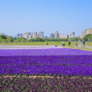 2021好好玩台灣｜跟著呸姐 Jolin 腳步踩點去：海景咖啡、櫻花吹雪、台版普羅旺斯
