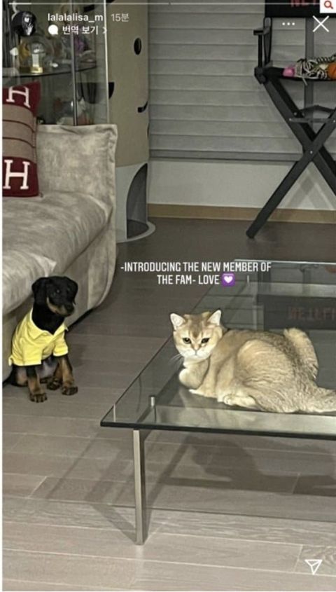 你老婆被噴！BLACKPINK Lisa「只養品種毛小孩」，眾怒發飆喊奶酪：「行為不對」