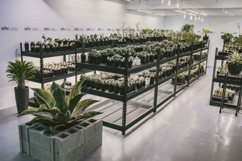 植物潮人必須衝！ INVINCIBLE 打造全新生活美感體驗品牌 DEPOT，首波鉅獻「珍稀塊根植物」市集正式開展！