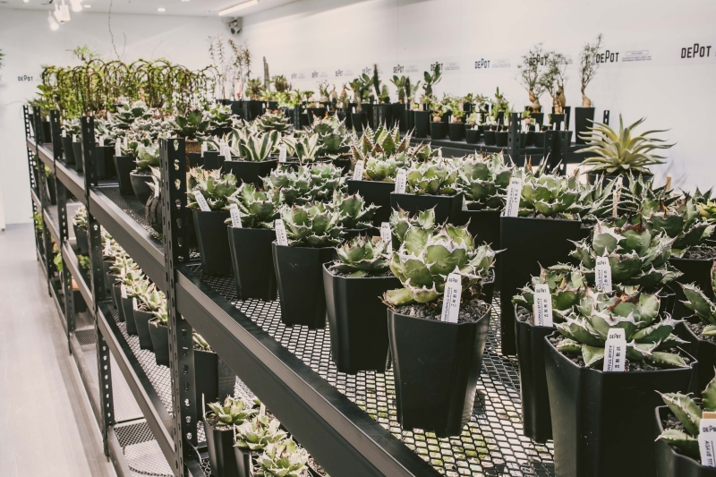 植物潮人必須衝！ INVINCIBLE 打造全新生活美感體驗品牌 DEPOT，首波鉅獻「珍稀塊根植物」市集正式開展！