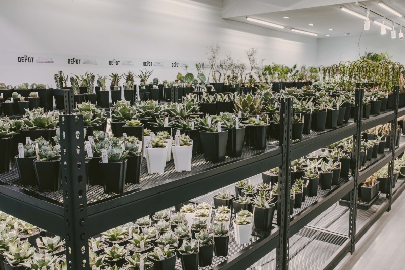 植物潮人必須衝！ INVINCIBLE 打造全新生活美感體驗品牌 DEPOT，首波鉅獻「珍稀塊根植物」市集正式開展！