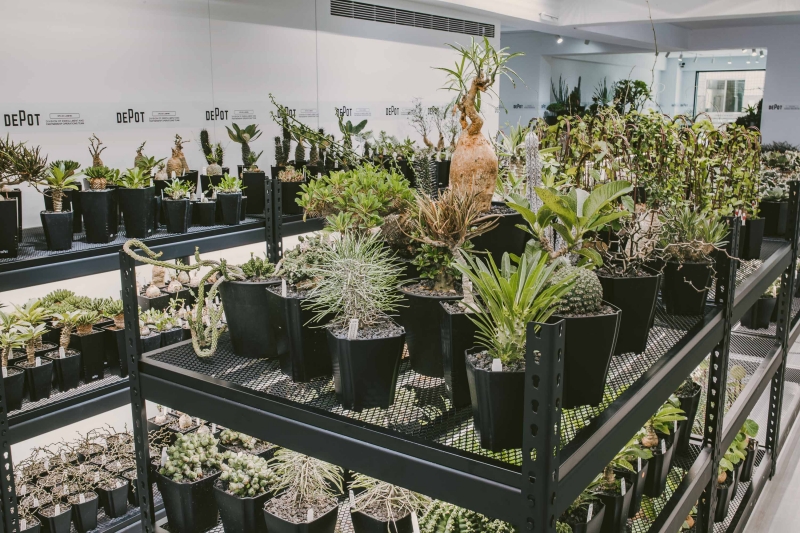植物潮人必須衝！ INVINCIBLE 打造全新生活美感體驗品牌 DEPOT，首波鉅獻「珍稀塊根植物」市集正式開展！