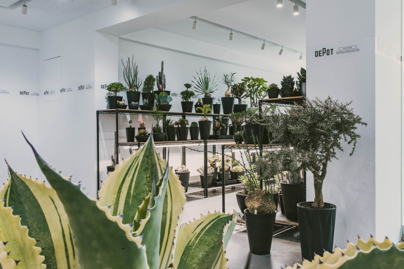 植物潮人必須衝！ INVINCIBLE 打造全新生活美感體驗品牌 DEPOT，首波鉅獻「珍稀塊根植物」市集正式開展！