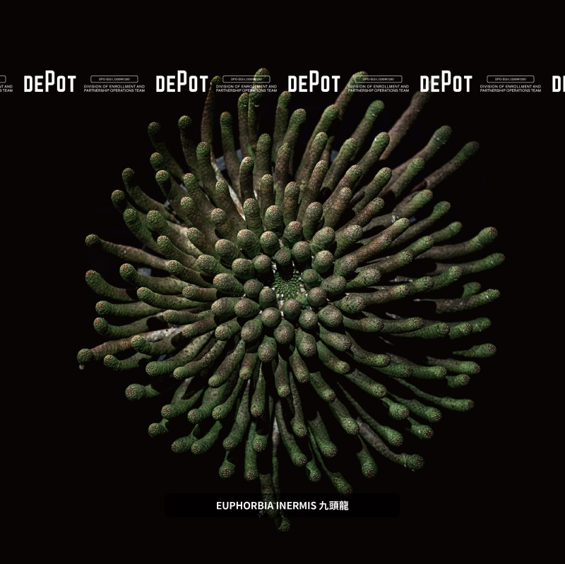 植物潮人必須衝！ INVINCIBLE 打造全新生活美感體驗品牌 DEPOT，首波鉅獻「珍稀塊根植物」市集正式開展！