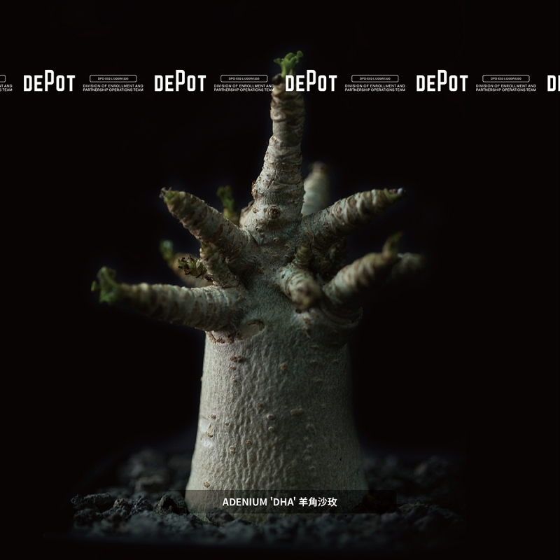 植物潮人必須衝！ INVINCIBLE 打造全新生活美感體驗品牌 DEPOT，首波鉅獻「珍稀塊根植物」市集正式開展！