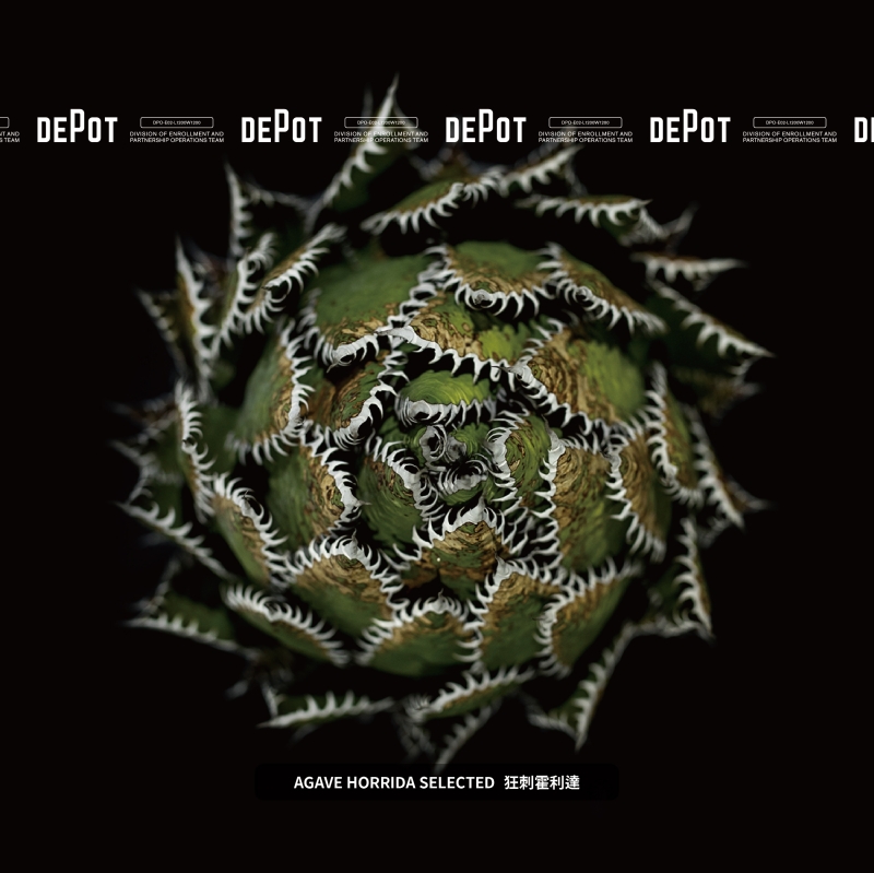 植物潮人必須衝！ INVINCIBLE 打造全新生活美感體驗品牌 DEPOT，首波鉅獻「珍稀塊根植物」市集正式開展！