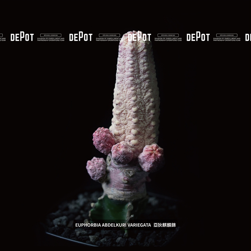 植物潮人必須衝！ INVINCIBLE 打造全新生活美感體驗品牌 DEPOT，首波鉅獻「珍稀塊根植物」市集正式開展！