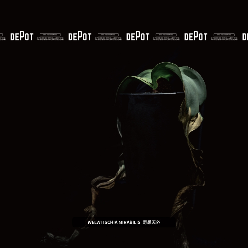 植物潮人必須衝！ INVINCIBLE 打造全新生活美感體驗品牌 DEPOT，首波鉅獻「珍稀塊根植物」市集正式開展！