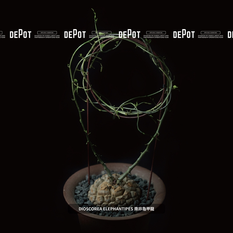 植物潮人必須衝！ INVINCIBLE 打造全新生活美感體驗品牌 DEPOT，首波鉅獻「珍稀塊根植物」市集正式開展！