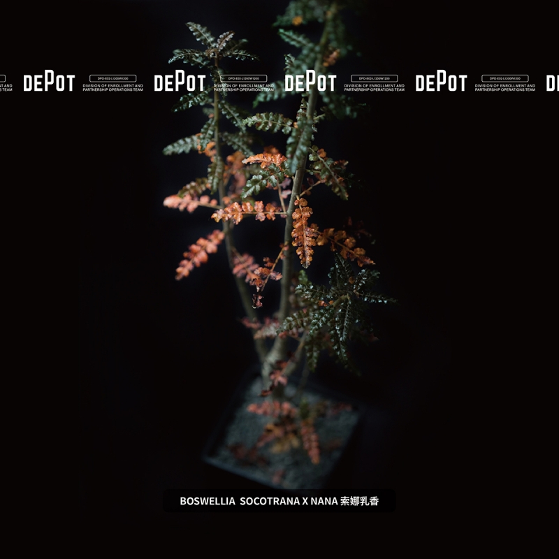 植物潮人必須衝！ INVINCIBLE 打造全新生活美感體驗品牌 DEPOT，首波鉅獻「珍稀塊根植物」市集正式開展！