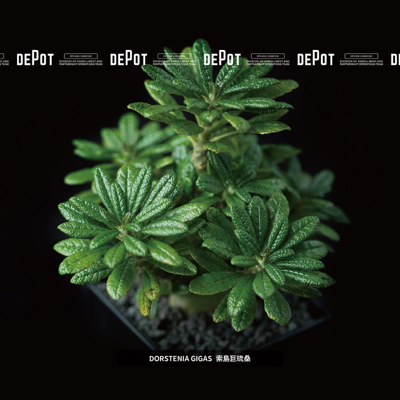 植物潮人必須衝！ INVINCIBLE 打造全新生活美感體驗品牌 DEPOT，首波鉅獻「珍稀塊根植物」市集正式開展！