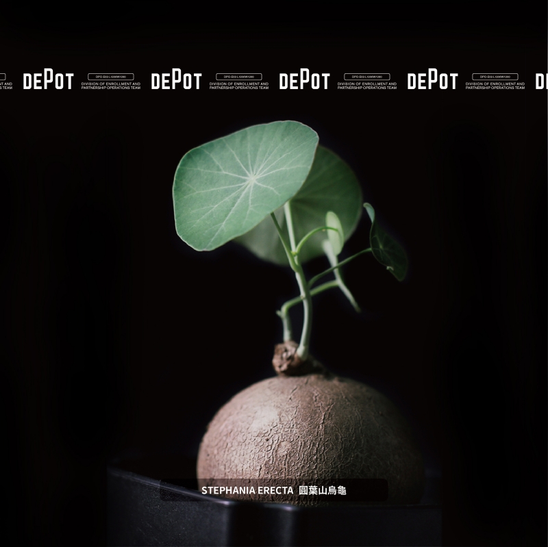 植物潮人必須衝！ INVINCIBLE 打造全新生活美感體驗品牌 DEPOT，首波鉅獻「珍稀塊根植物」市集正式開展！