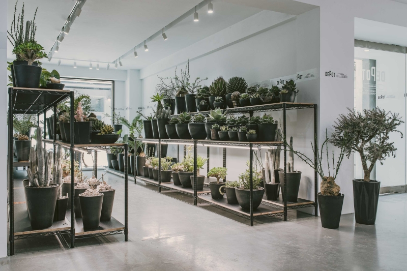植物潮人必須衝！ INVINCIBLE 打造全新生活美感體驗品牌 DEPOT，首波鉅獻「珍稀塊根植物」市集正式開展！