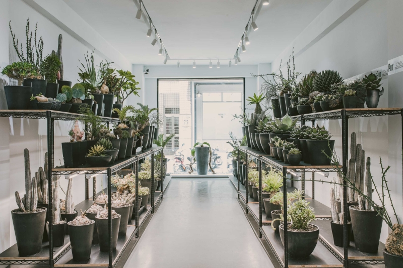 植物潮人必須衝！ INVINCIBLE 打造全新生活美感體驗品牌 DEPOT，首波鉅獻「珍稀塊根植物」市集正式開展！