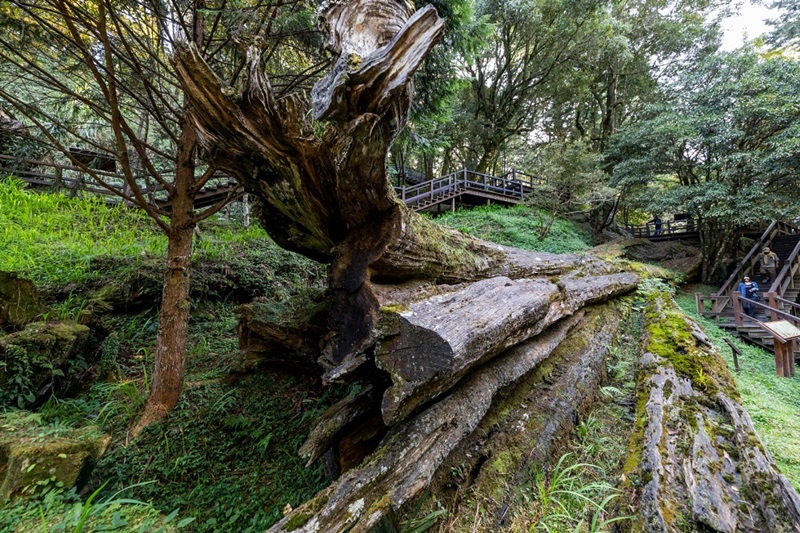 神木環繞的山林秘境推薦TOP4！2022 春潮遊，用滿滿朝氣迎接新年