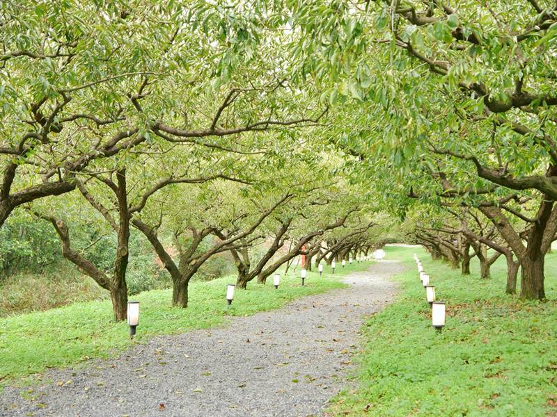 近江牛、溫泉等著你！日本關西大津市 11 大特色秘境懶人包，為了 20XX 全球解封做準備吧！