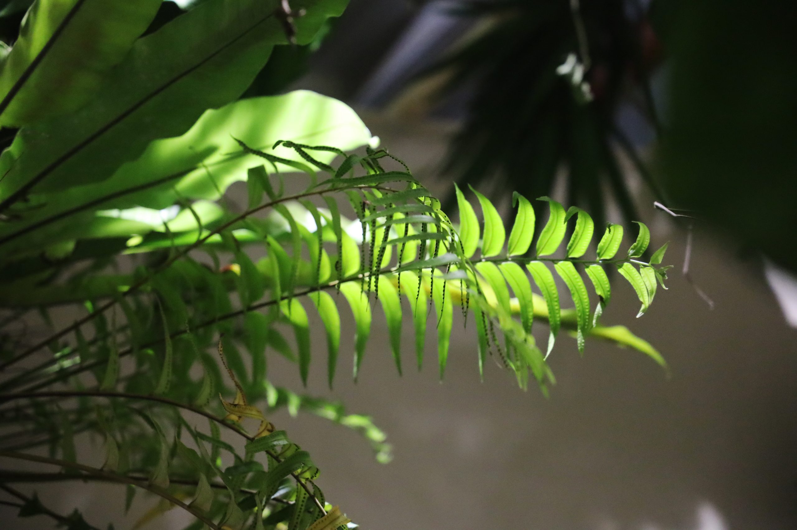 身歷其境的五感體驗！知名策展人丁春誠將推出《茶 Nature Cha》展覽企劃