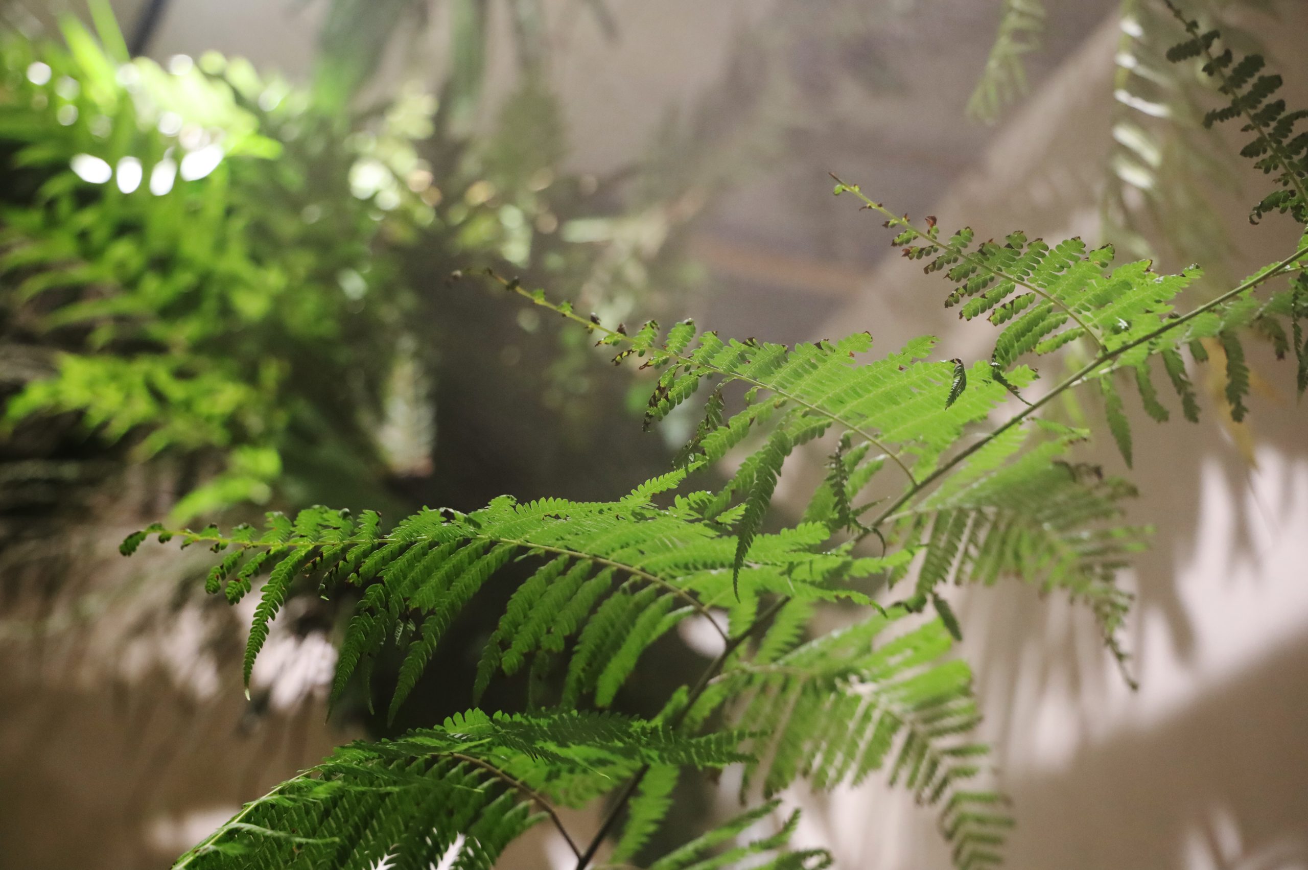 身歷其境的五感體驗！知名策展人丁春誠將推出《茶 Nature Cha》展覽企劃