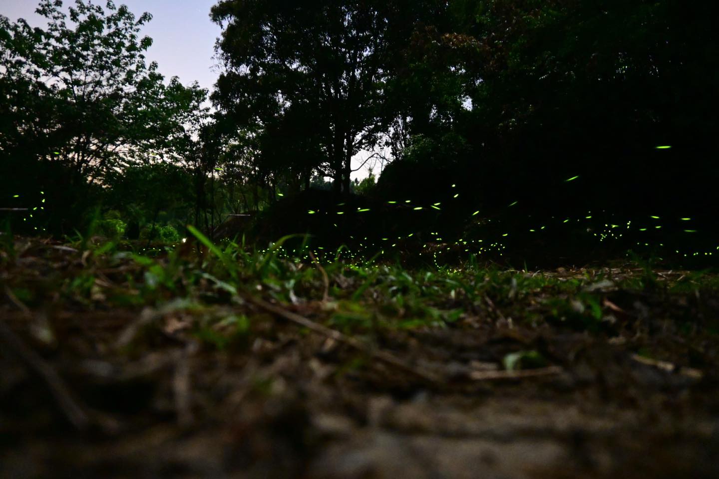 大窩山生態園區位於「苗栗」縣大湖鄉，三百多公頃的園區保留原始林相，近年因村民復育螢火蟲有成而聲名大噪。入夜之後，滿山滿谷的螢火蟲有如滿天星斗，令人驚艷