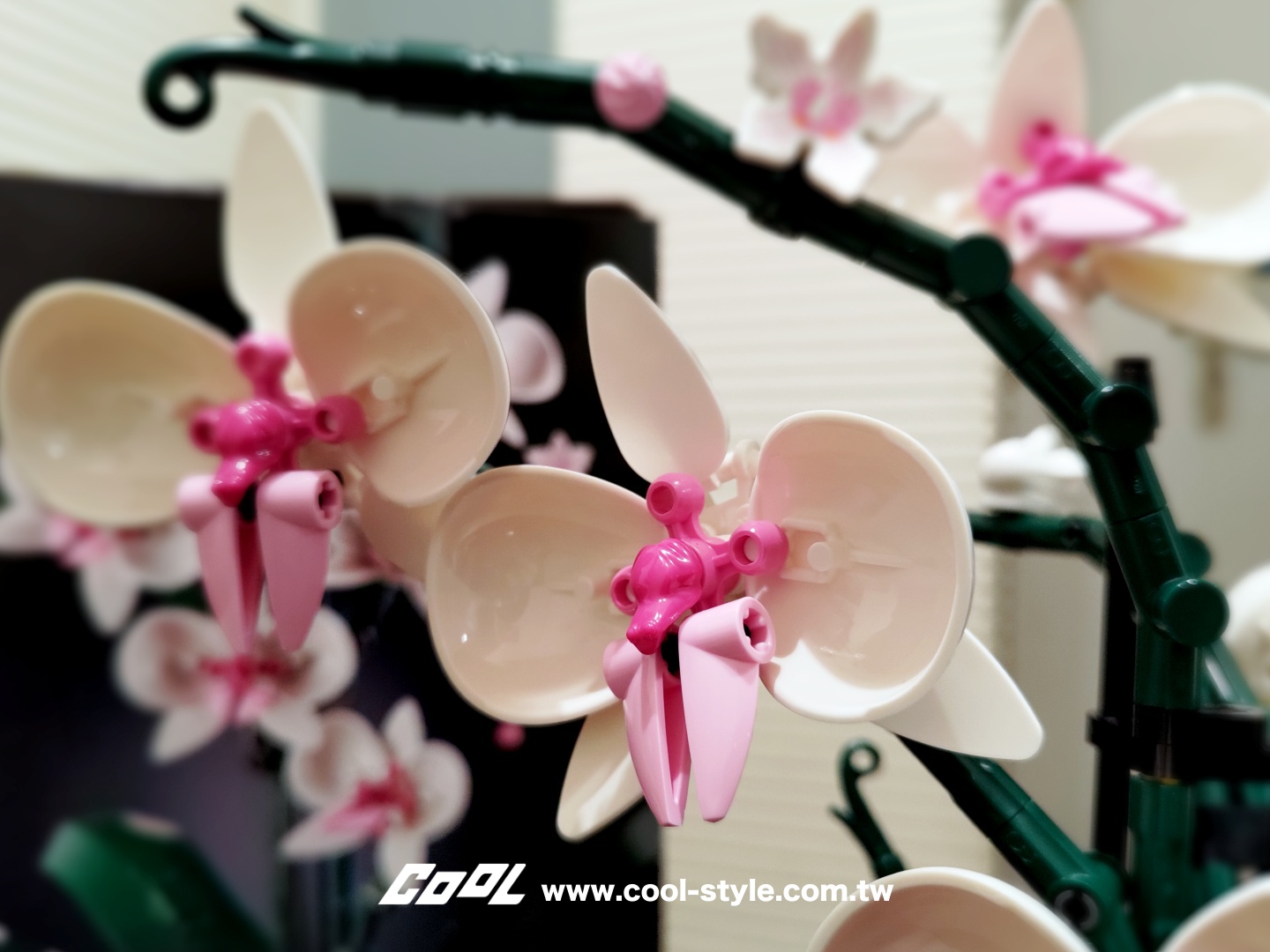 COOL開箱｜LEGO 樂高小花園加入新成員：LEGO 10309 多肉植物、LEGO 10311 蘭花 拈花惹草好療癒！#文末贈獎