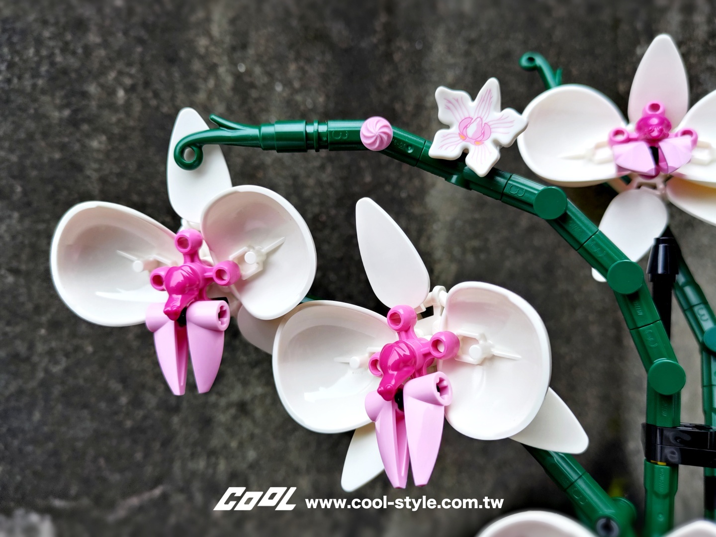 COOL開箱｜LEGO 樂高小花園加入新成員：LEGO 10309 多肉植物、LEGO 10311 蘭花 拈花惹草好療癒！#文末贈獎