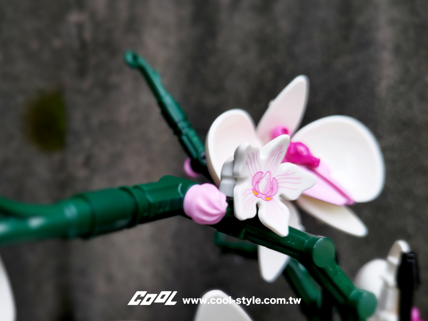 COOL開箱｜LEGO 樂高小花園加入新成員：LEGO 10309 多肉植物、LEGO 10311 蘭花 拈花惹草好療癒！#文末贈獎