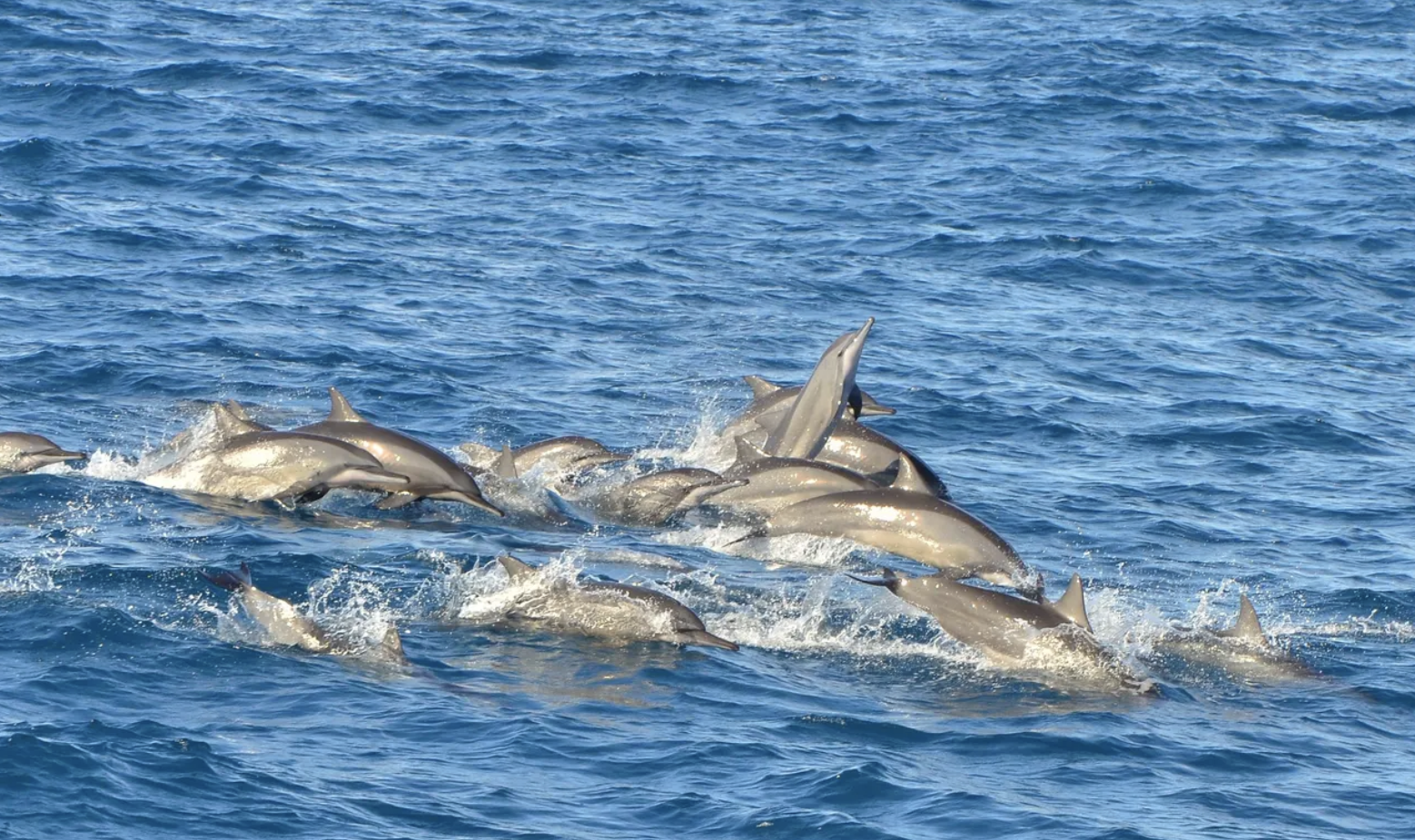 2022「熱門賞鯨點推薦！飽覽29種鯨魚、海豚曼妙舞姿