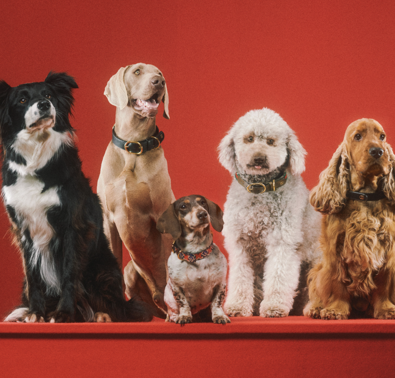 好想要變毛小孩？Gucci「Pet Collection」寵物系列用品，陪你逛街也要超有型！