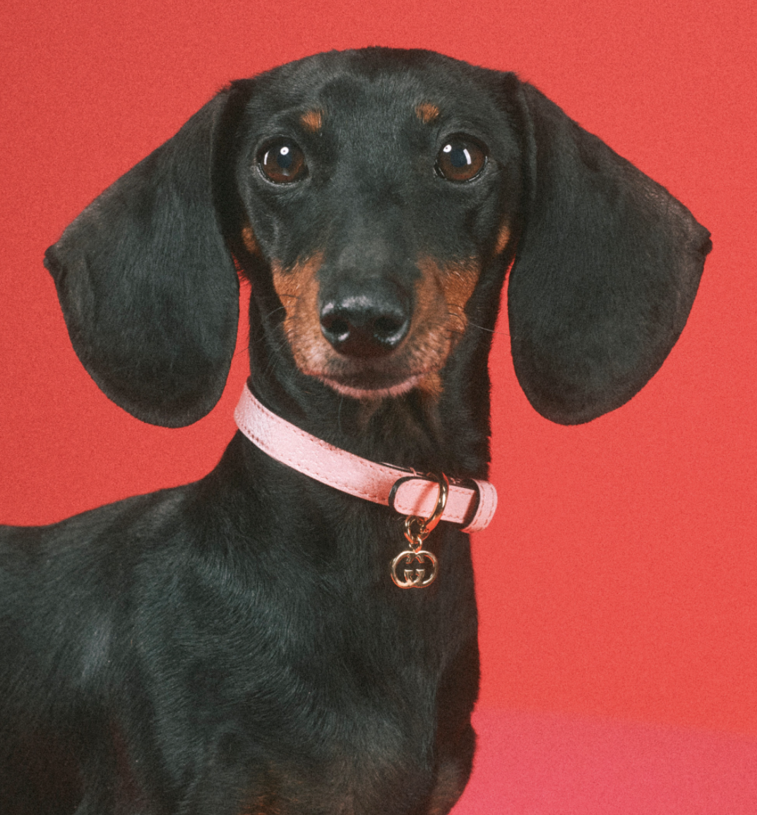 好想要變毛小孩？Gucci「Pet Collection」寵物系列用品，陪你逛街也要超有型！