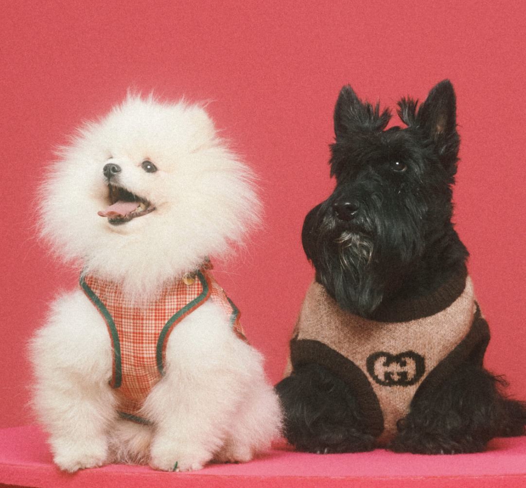 好想要變毛小孩？Gucci「Pet Collection」寵物系列用品，陪你逛街也要超有型！