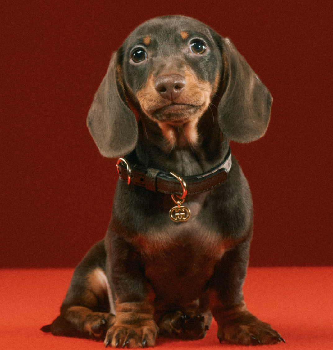 好想要變毛小孩？Gucci「Pet Collection」寵物系列用品，陪你逛街也要超有型！