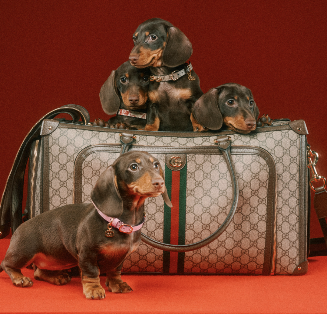好想要變毛小孩？Gucci「Pet Collection」寵物系列用品，陪你逛街也要超有型！