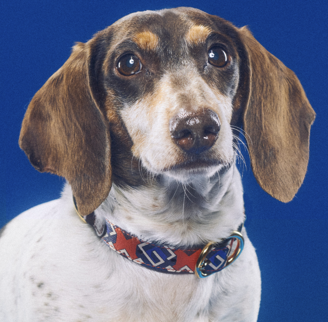 好想要變毛小孩？Gucci「Pet Collection」寵物系列用品，陪你逛街也要超有型！