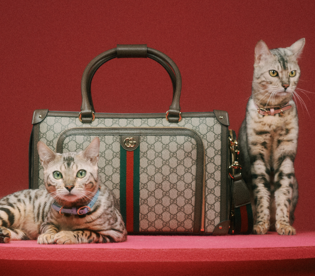 好想要變毛小孩？Gucci「Pet Collection」寵物系列用品，陪你逛街也要超有型！