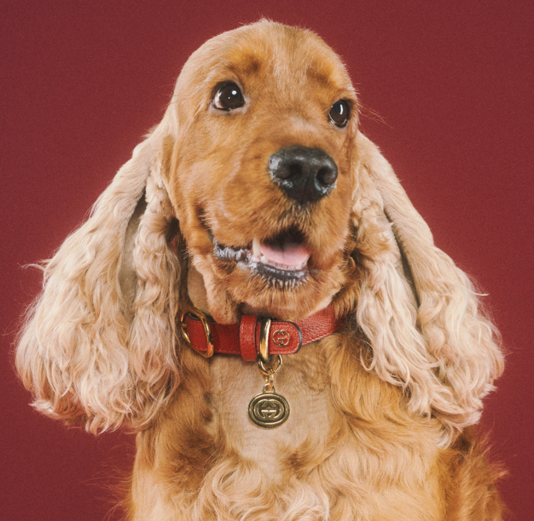 好想要變毛小孩？Gucci「Pet Collection」寵物系列用品，陪你逛街也要超有型！