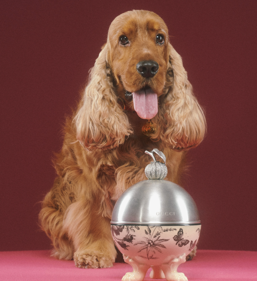 好想要變毛小孩？Gucci「Pet Collection」寵物系列用品，陪你逛街也要超有型！