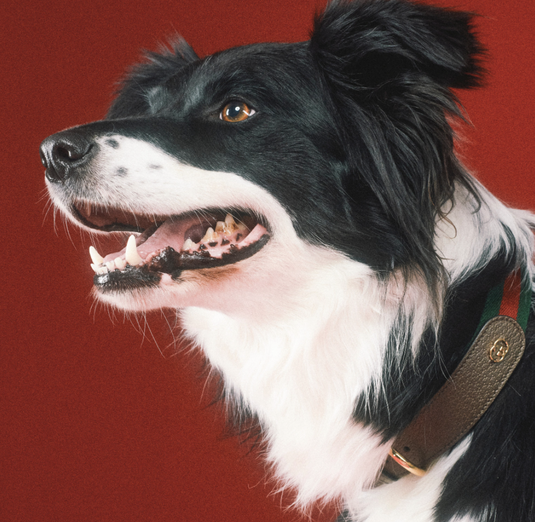 好想要變毛小孩？Gucci「Pet Collection」寵物系列用品，陪你逛街也要超有型！