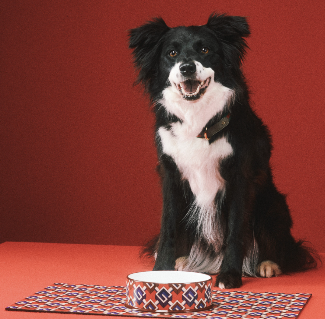 好想要變毛小孩？Gucci「Pet Collection」寵物系列用品，陪你逛街也要超有型！