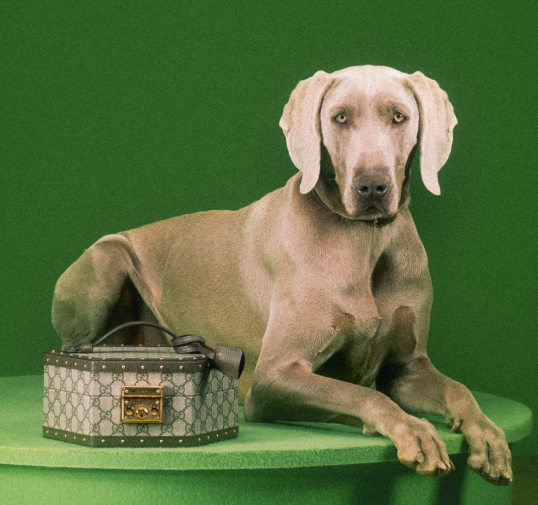 好想要變毛小孩？Gucci「Pet Collection」寵物系列用品，陪你逛街也要超有型！