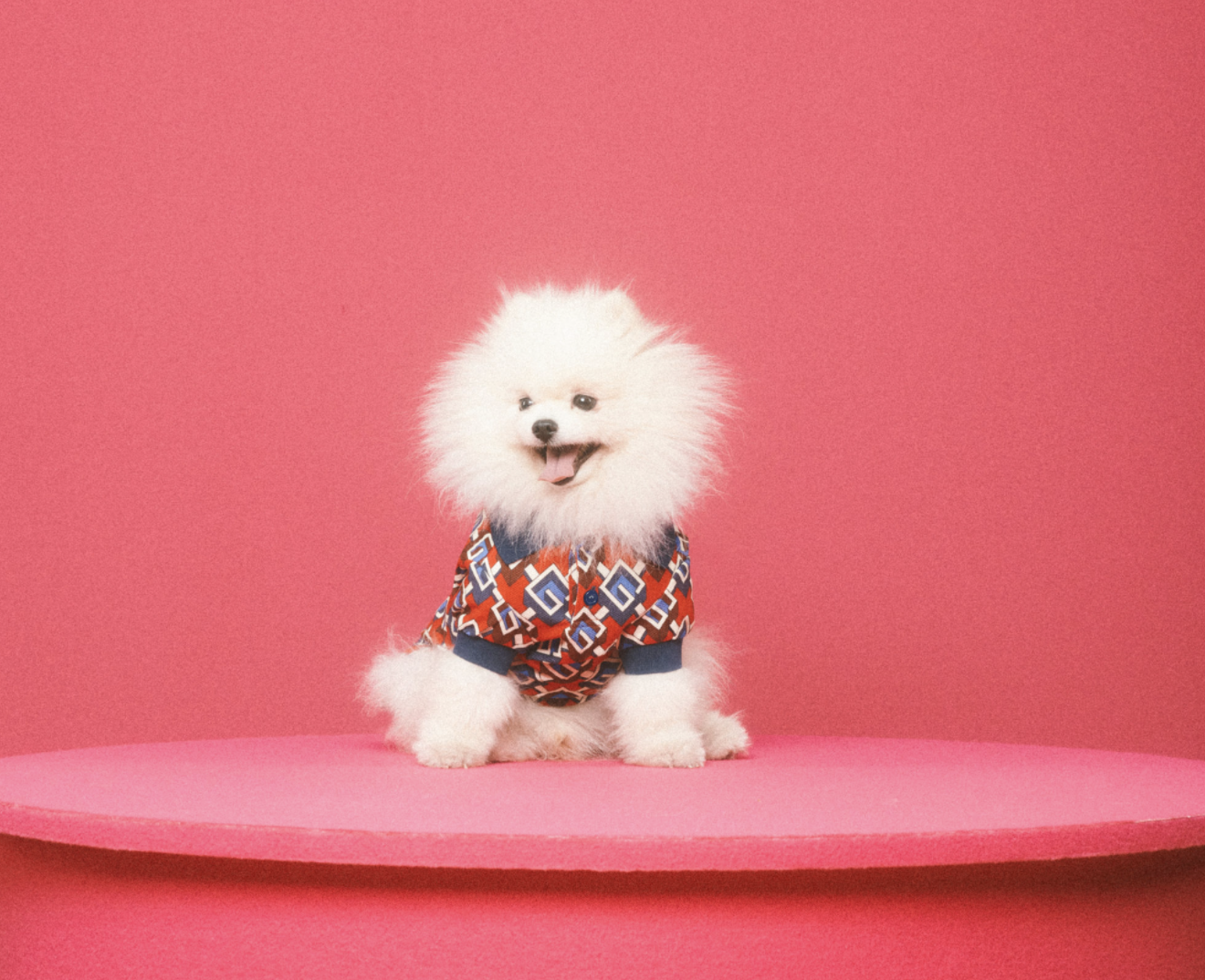 好想要變毛小孩？Gucci「Pet Collection」寵物系列用品，陪你逛街也要超有型！