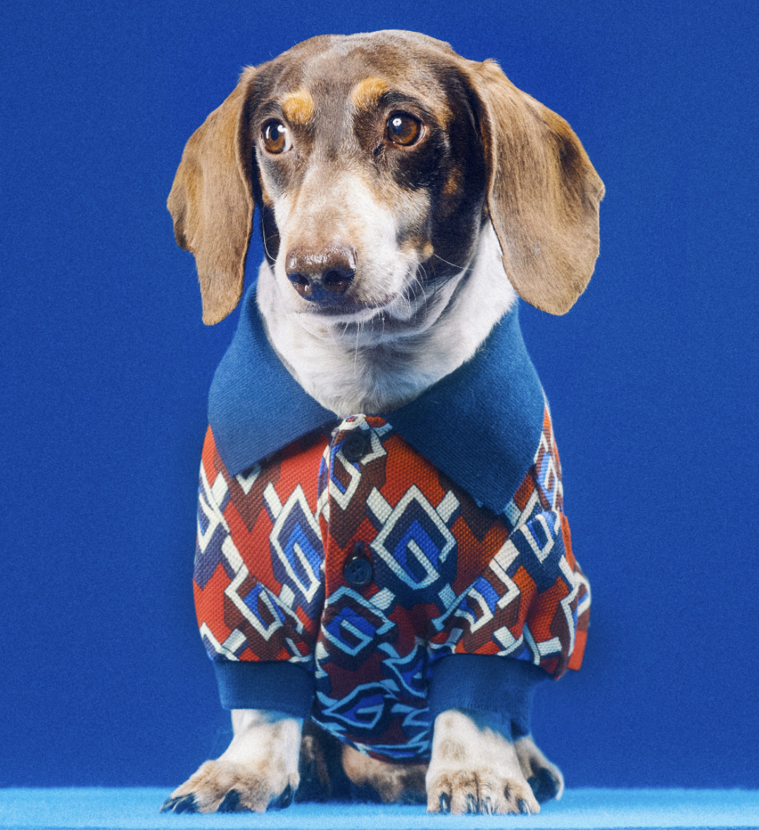 好想要變毛小孩？Gucci「Pet Collection」寵物系列用品，陪你逛街也要超有型！