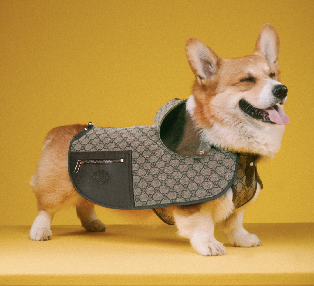好想要變毛小孩？Gucci「Pet Collection」寵物系列用品，陪你逛街也要超有型！
