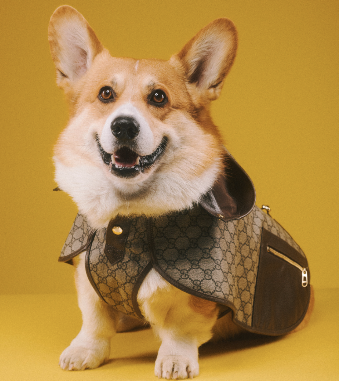 好想要變毛小孩？Gucci「Pet Collection」寵物系列用品，陪你逛街也要超有型！