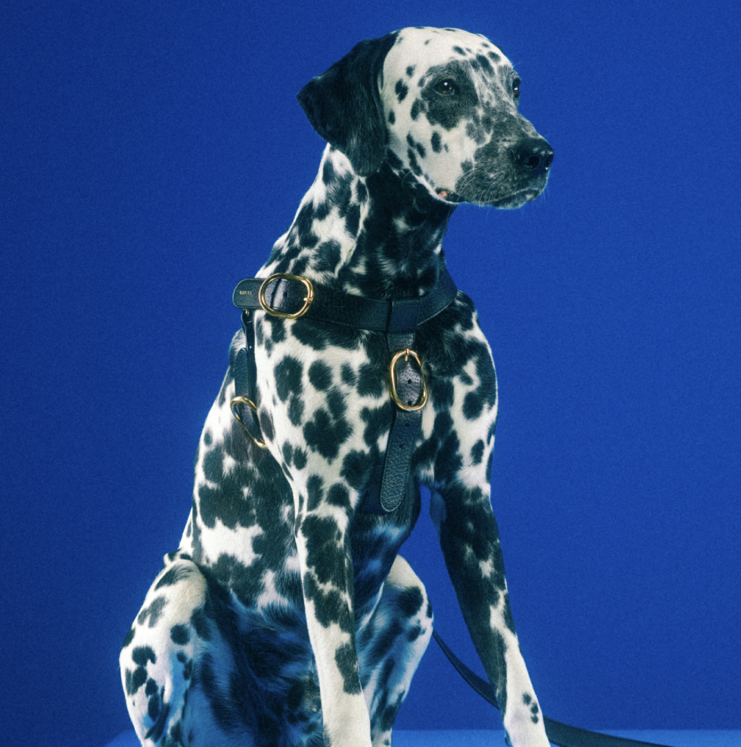 好想要變毛小孩？Gucci「Pet Collection」寵物系列用品，陪你逛街也要超有型！