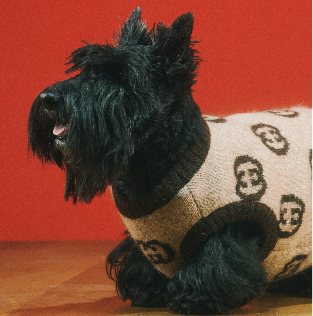 好想要變毛小孩？Gucci「Pet Collection」寵物系列用品，陪你逛街也要超有型！